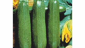 Unbranded Courgette Partenon F1 Plants