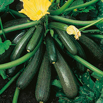 Unbranded Courgette Seeds - Ambassador F1