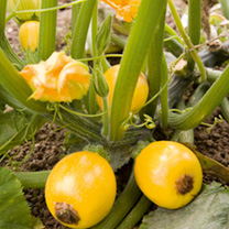 Unbranded Courgette Seeds - One Ball F1