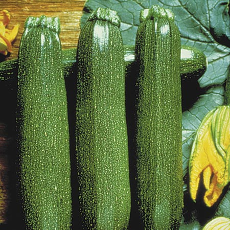 Unbranded Courgette Twin Pack - Partenon F1 and Orelia F1