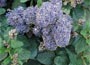 Creeping Blueblossom