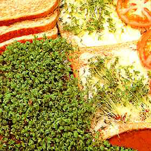 Unbranded Cress Extra Curled  Childrens Seeds
