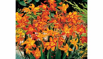 Unbranded Crocosmia Bulbs - Mix