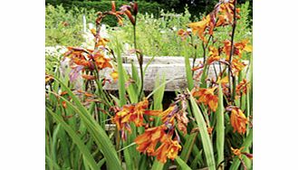 Unbranded Crocosmia Plant - Emily McKenzie