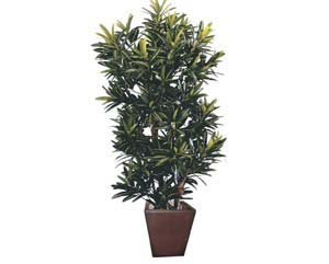 Unbranded Croton mini spotted leaf plant