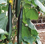 Unbranded Cucumber Pepinex 69 F1 Seeds 434884.htm