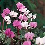 Unbranded Cyclamen Coum Hybrids Seeds 425398.htm