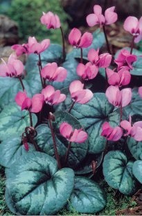 Unbranded Cyclamen Coum x 5 bulbs