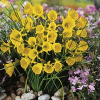 Unbranded Daffodil Golden Bells