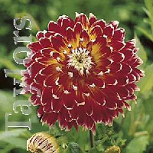 Unbranded Dahlia Akita Bulb