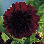 Unbranded Dahlia Arabian Night