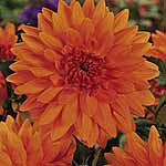 Unbranded Dahlia Babylon Bronze