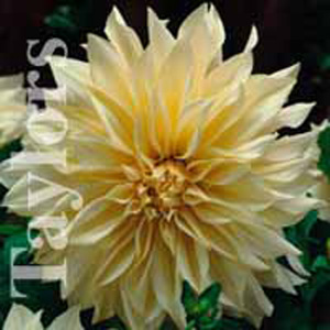 Unbranded Dahlia Caf