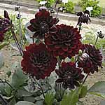 Unbranded Dahlia Chocolate Plants 402861.htm