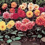 Unbranded Dahlia Diablo Seeds 420137.htm