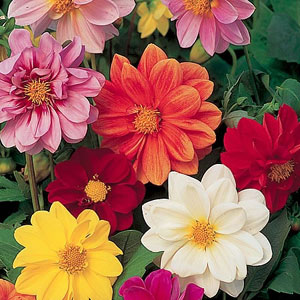 Dahlia Disco Dancer Mix Seeds