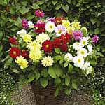 Unbranded Dahlia Dwarf Delight Mixed Plants