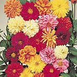 Unbranded Dahlia Dwarf Double Hybrids Seeds 420129.htm