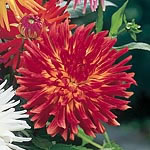 Amongst the most dramatic of dahlias  cactus-flowered types bear large heads of narrow  pointed peta