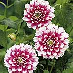 Unbranded Dahlia Fuzzy Wuzzy 224275.htm