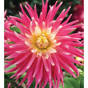 Unbranded Dahlia Good Earth Cactus Bulb