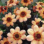 Unbranded Dahlia Happy Collection Plants