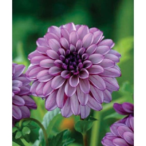 Unbranded Dahlia Hugs