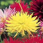 Unbranded Dahlia Kennemerland 248088.htm