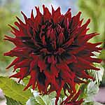 Unbranded Dahlia Kenora Macob 224321.htm