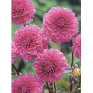 Unbranded Dahlia Matador Bulb