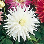 Unbranded Dahlia My Love 248096.htm