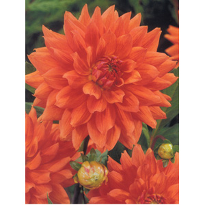 Unbranded Dahlia Noordwiljks Glory Bulb