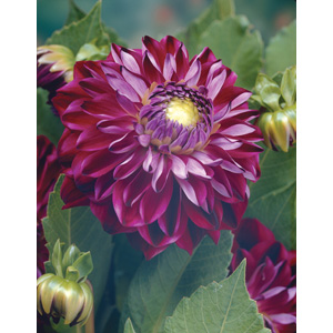 Unbranded Dahlia Osirium Bulb