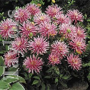 Unbranded Dahlia Park Princess Bulb