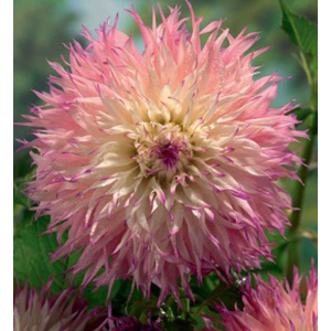 Unbranded Dahlia Pinelands Princess Bulb