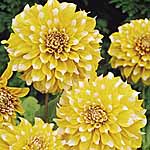 Unbranded Dahlia Seattle 248068.htm