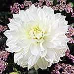 Unbranded Dahlia Snowstorm 247996.htm