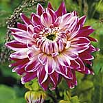 Unbranded Dahlia Vancouver