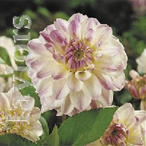 Unbranded Dahlia Wittem Decorative Bulb