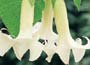Datura