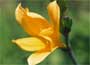 Daylily