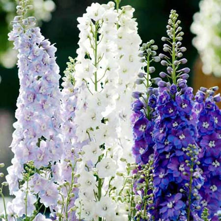 Unbranded Delphinium Guardian Mixed Plants Pack of 16 Pot