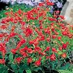 A bright and cheerful orange Delphinium which becomes smothered in pretty tubular flowers all summer