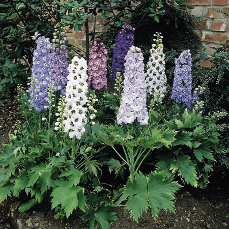 Unbranded Delphinium Magic Fountains Plants Pack of 16 Pot