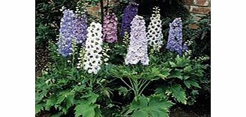 Unbranded Delphinium Plants - Magic Fountains