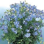 Unbranded Delphinium Summer Blues Seeds 415556.htm