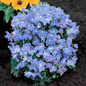 Unbranded Delphinium Summer Blues Seeds