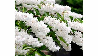 Unbranded Deutzia scabra Plants