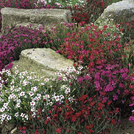 Unbranded Dianthus Deltoides Starburst Seeds Average Seeds