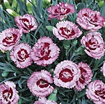 Unbranded Dianthus Raspberry Sundae Plants 401161.htm